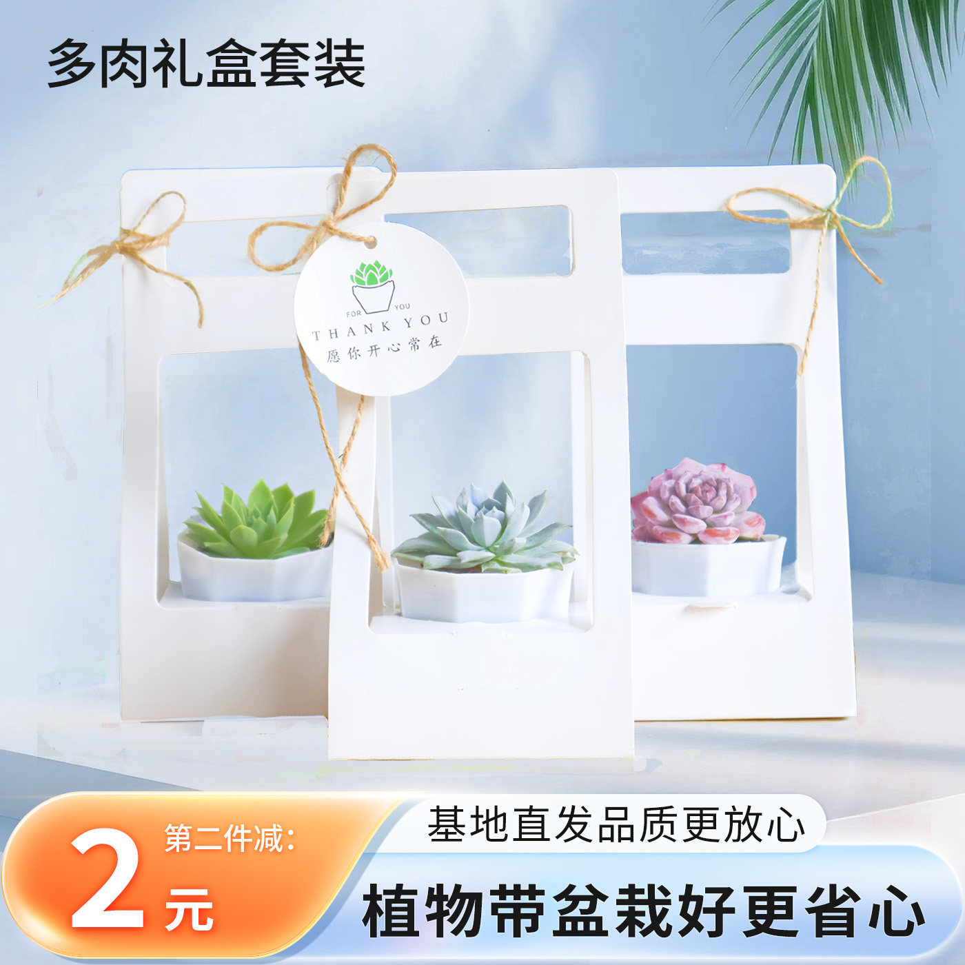 创意礼品伴手礼回礼多肉植物礼盒多肉植物