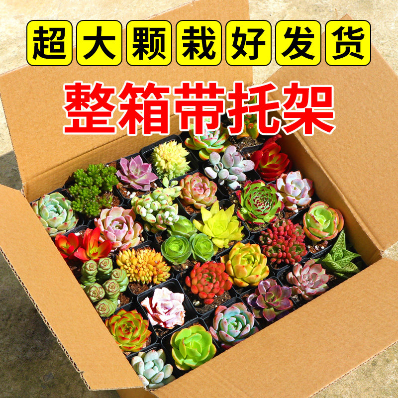 超大颗多肉植物花卉组合盆栽套餐易活好养栽好发货含盆带土种好,鲜花速递/花卉仿真/绿植园艺,多肉植物,淘宝优惠券,粉丝福利购,淘宝优惠卷