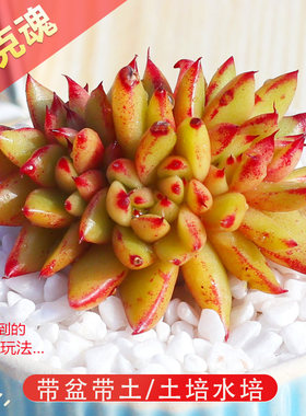 艾克魂多肉植物带盆带土好养花卉