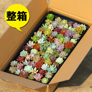 多肉植物新款 一整箱稀有品种贵货组合盆栽肉肉植物微景观新手套装