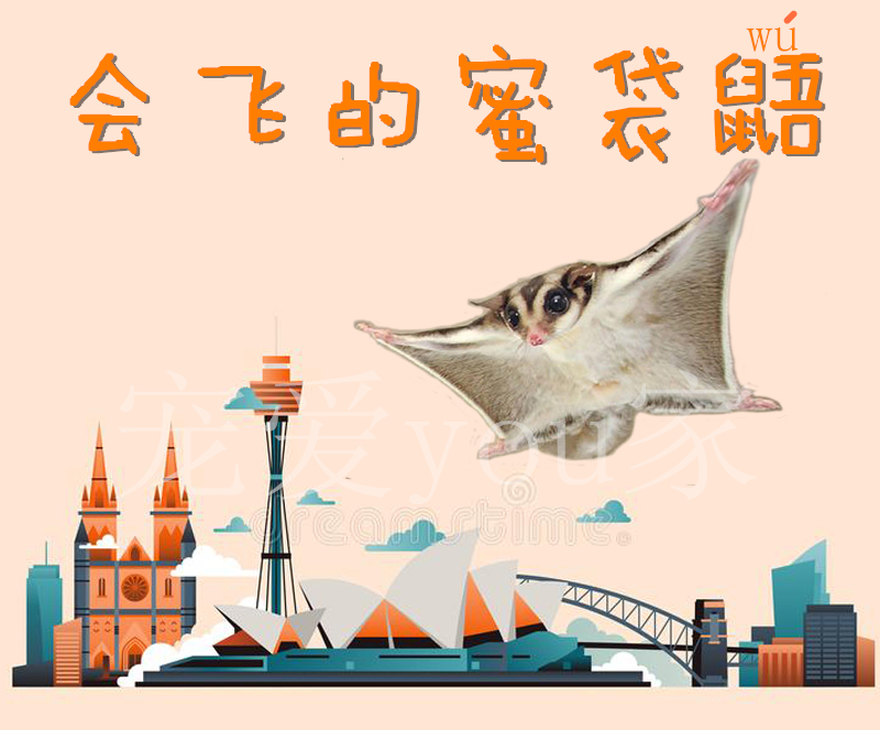 蜜袋鼯活体密袋鼠幼崽蜜袋飞鼠蜜袋鼠蜜袋鼬活体密袋鼯鼠活体飞鼠在类目 宠物/宠物食品及用品, 仓鼠类及其它小宠, 飞鼠中 - 来自Buy2taobao.com提供专业的淘宝代购服务