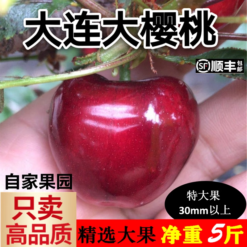 5斤大连大樱桃新鲜美早沙蜜豆托沙王甜现摘现发自家顺丰特大果