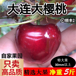 包邮 5斤大连大樱桃新鲜美早沙蜜豆托甜红现摘现发自家顺丰 特大果