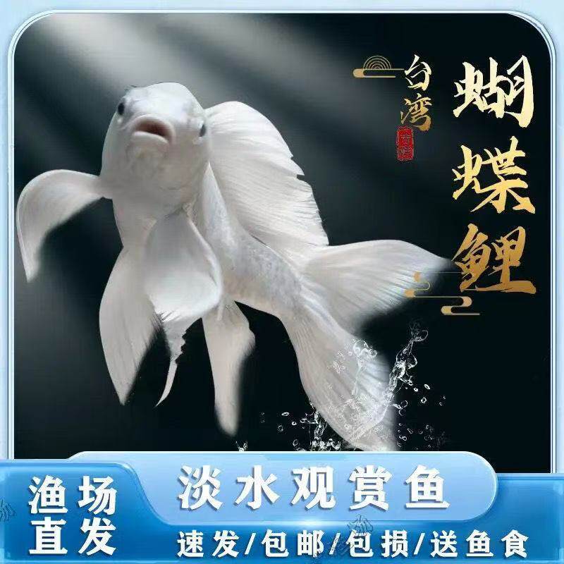 纯种台湾贵妃蝴蝶球体短身鲤鱼锦鲤冷水招财淡水鱼观赏鱼长尾鱼苗
