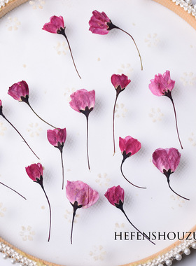 紫色带枝樱花海棠真花压花材料原色干花材料滴胶手机壳杯垫装饰