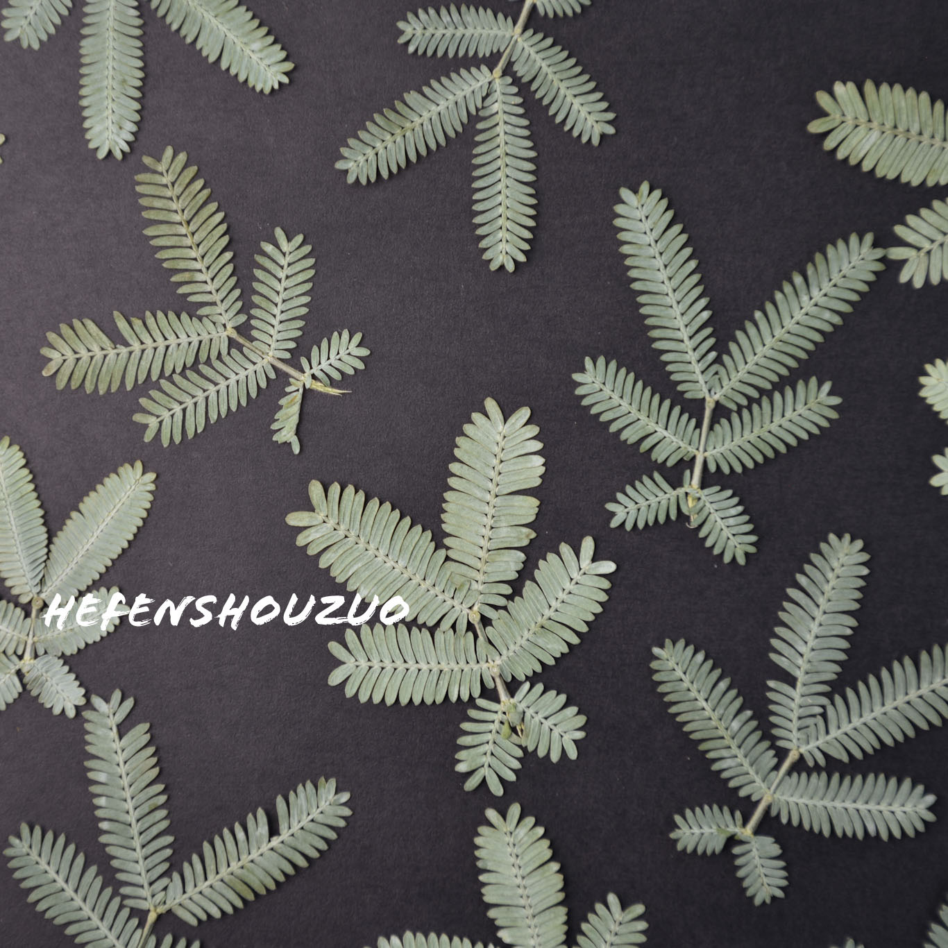 橄榄叶真树叶压花相框diy材料