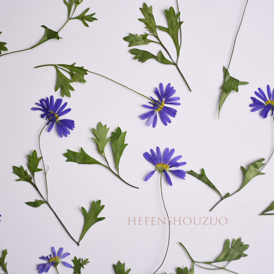 紫色带枝马兰花干花压花材料ins植物客厅相框装饰材料滴胶杯垫,家居饰品,干花/花瓣/干花包/干树枝,淘宝优惠券,粉丝福利购,淘宝优惠卷