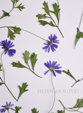 紫色带枝马兰花干花压花材料ins植物客厅相框装饰材料滴胶杯垫