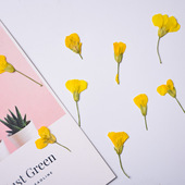 油菜花干花压花小尺寸滴胶手机壳diy材料真花相框摆件拍照