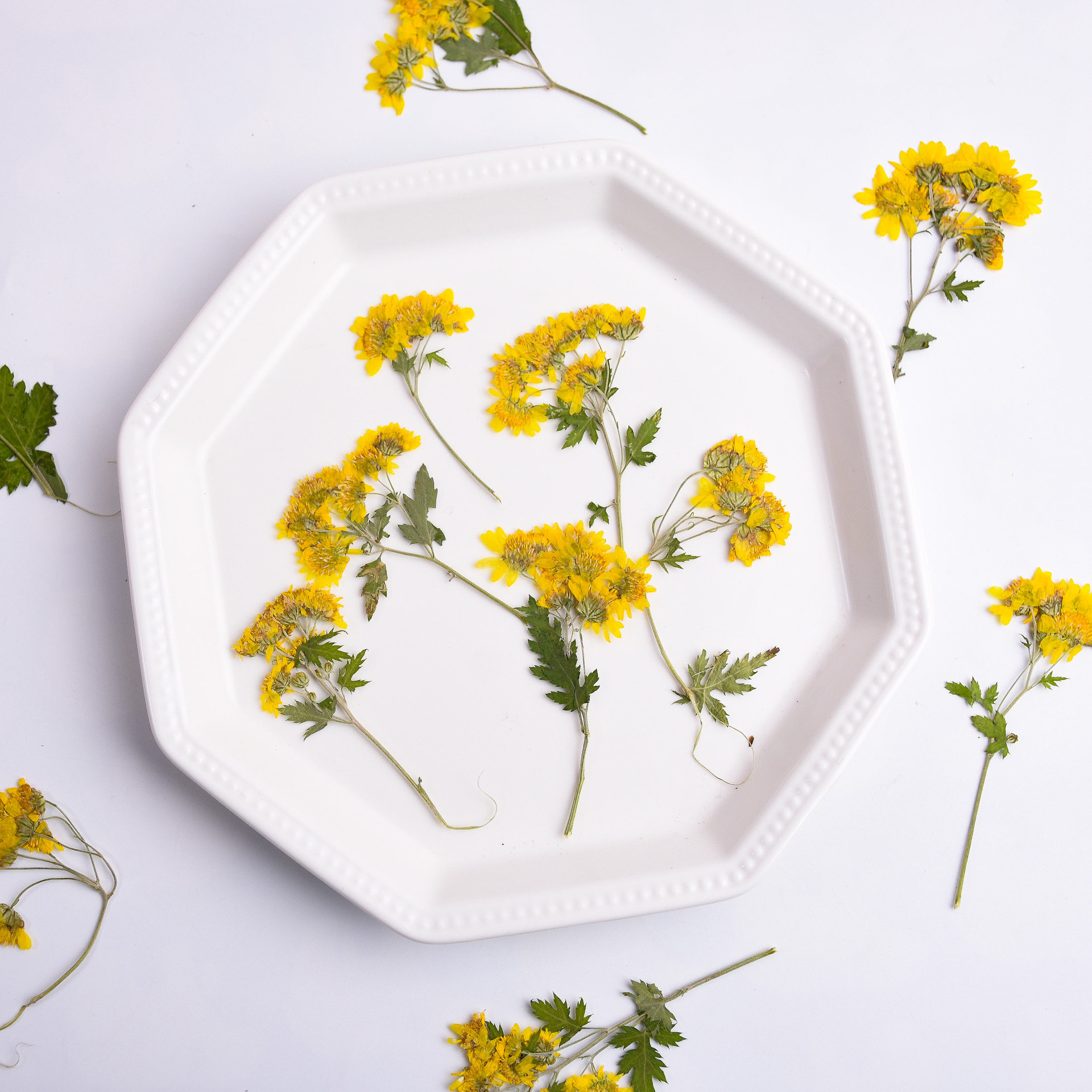 带枝野菊花真花压花DIY手工材料ins滴胶杯垫贺卡请柬封面干花装饰,家居饰品,干花/花瓣/干花包/干树枝,淘宝优惠券,粉丝福利购,淘宝优惠卷