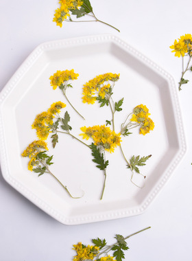 带枝野菊花真花压花DIY手工材料ins滴胶杯垫贺卡请柬封面干花装饰