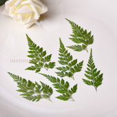 压花 染绿色小清新叶子DIY装 饰美甲干花材料 乌蕨草 6支装