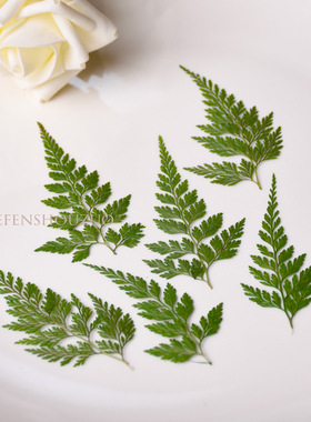乌蕨草 压花 染绿色小清新叶子DIY装饰美甲干花材料 6支装