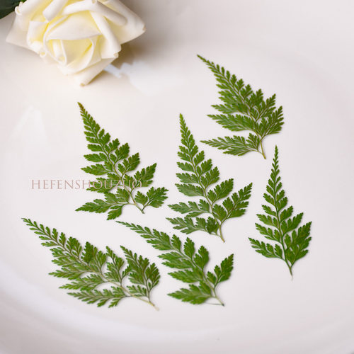乌蕨压花绿色小清新材料diy装饰