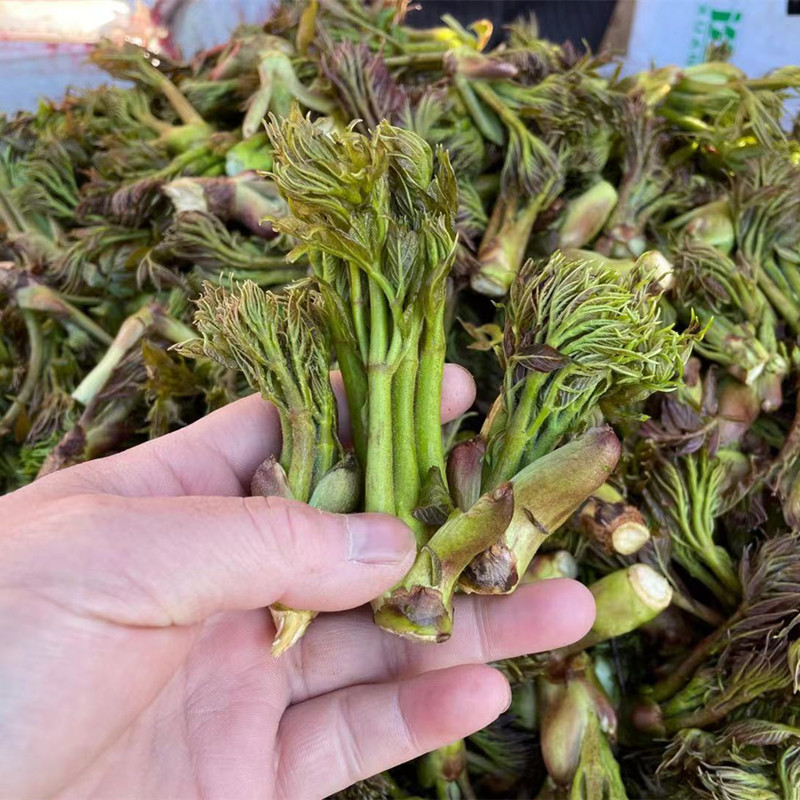 袋装的刺嫩芽刺老芽刺龙芽小兴安岭山野菜蘸酱菜包馅