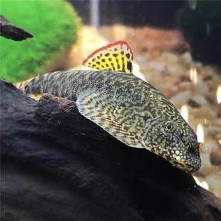麦氏吸鳅 原生鱼冷水鱼吃褐藻圆斑长汀拟腹吸鳅耐寒耐热清道夫