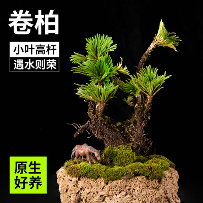 高杆小叶卷柏吸水石假山装饰造景