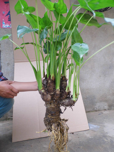 水培植物千手观音盆栽净化空气室内大叶滴水观音龟背竹绿植