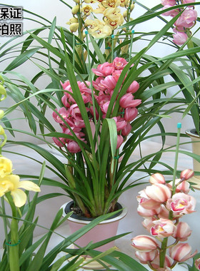 墨兰兰花大花蕙兰盆栽花卉植物室内虎头兰四季开花春兰香兰苗绿植