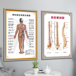 脊柱相关疾病示意图挂图海报人体骨骼颈椎神经结构中医养生馆贴画