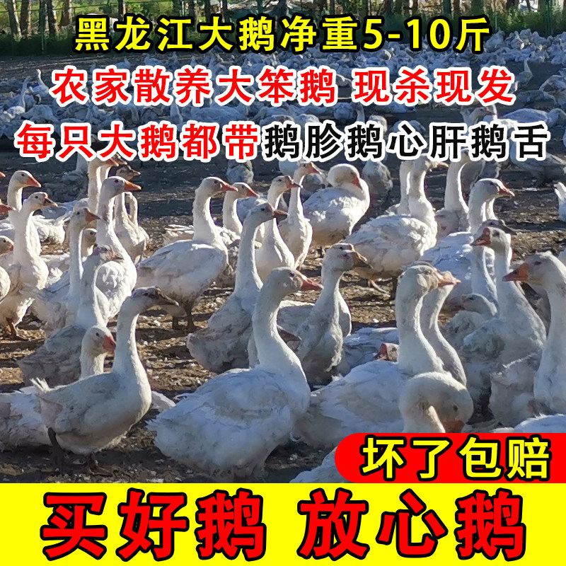东北散养大鹅整只发货现宰现发
