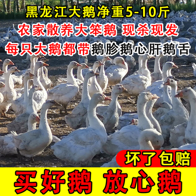 东北散养大鹅整只发货现宰现发