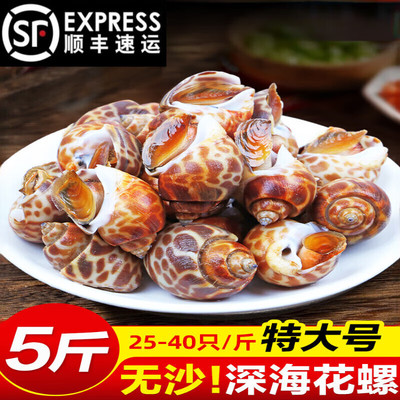 十里馋花螺鲜活新鲜海螺特大号海鲜水产鲜活鲜冻冷冻特大花螺贝类