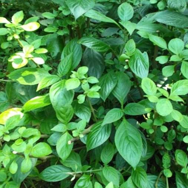 蔬菜种子板蓝根种籽苗大青叶野生中药药材板兰根植物菘蓝四季冬季