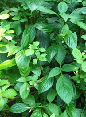 蔬菜种子板蓝根种籽苗大青叶野生中药药材板兰根植物菘蓝四季冬季