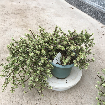 雅乐之舞多肉植物室外好养