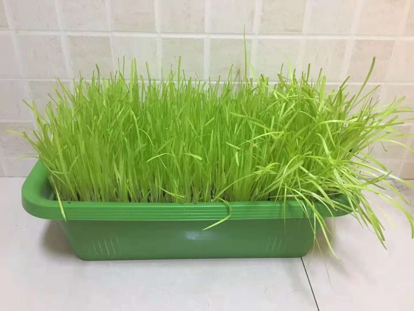 黄韭盆景韭菜根蔬菜苗蔬菜室内阳台庭院无公害有机盆景节日礼品