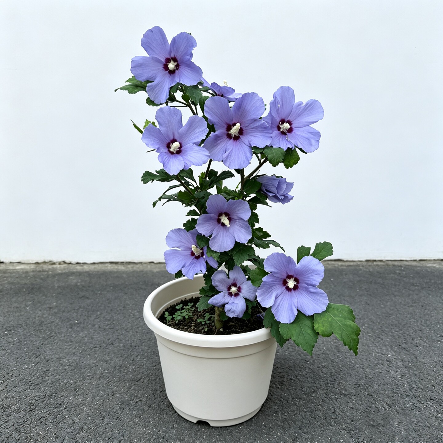 大花多花木槿花期长耐寒耐晒