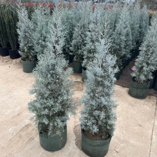 蓝冰柏树苗蓝色天堂蓝湖柏圣诞树盆栽花园四季常绿耐寒耐热花镜