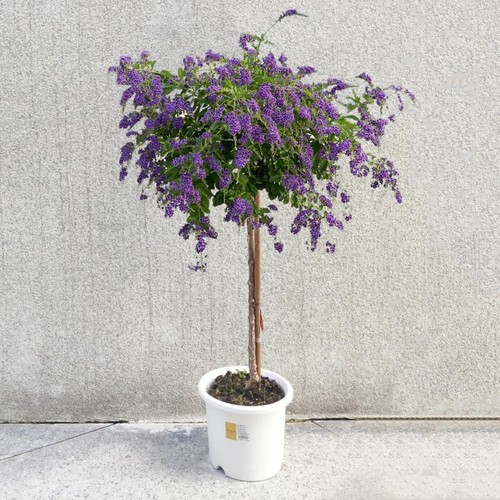 香水连翘蕾丝金露花巧克力花