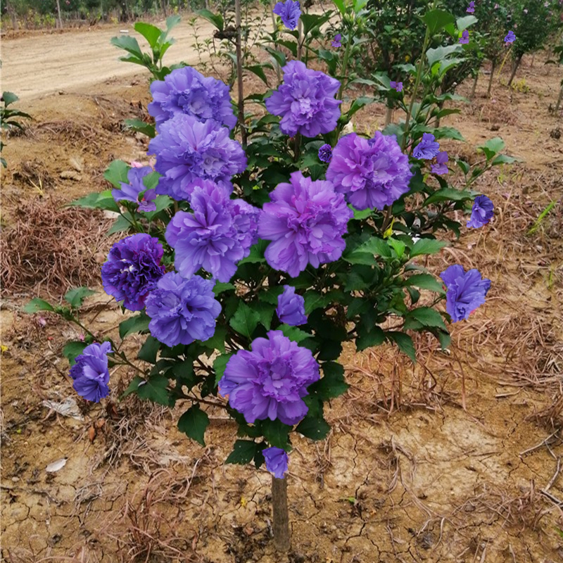 日本重瓣木槿盆栽庭院蓝莓冰沙