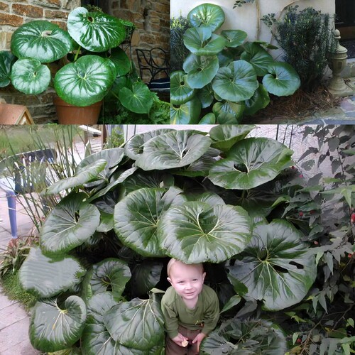 耐阴植物大叶吴风草盆栽