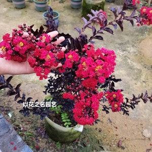 红叶紫薇价格 红叶紫薇图片 星期三 红叶紫薇价格 红叶紫薇图片 星期三