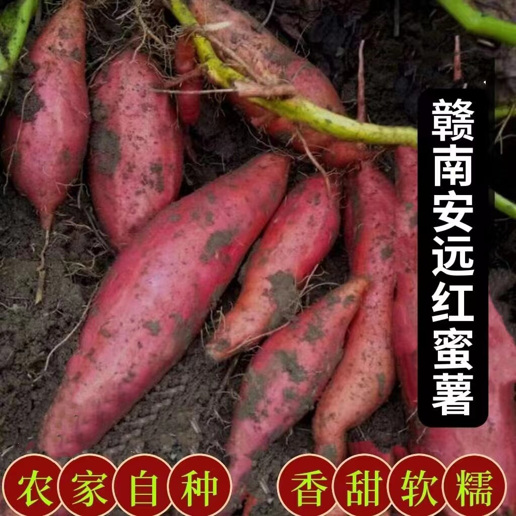 赣南安远红薯粉糯香甜无丝番薯红心地瓜板栗味原产地新鲜现挖