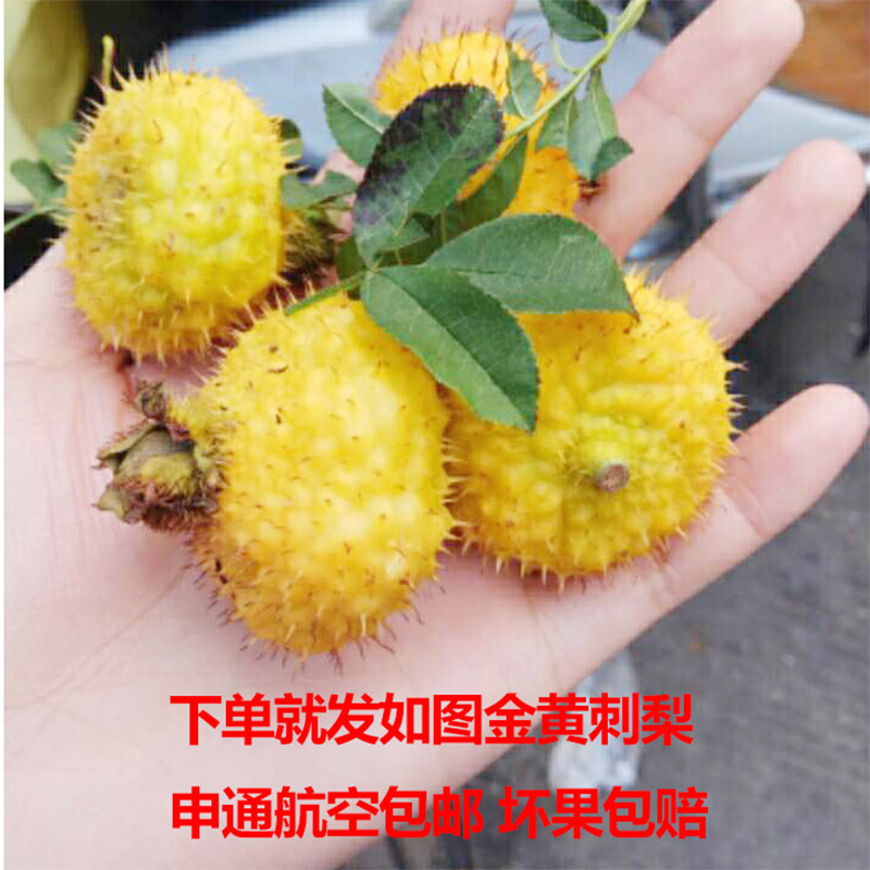 大凉山野生刺梨精选新鲜鲜果vc果泡水泡酒贵州特产新鲜刺梨2斤装