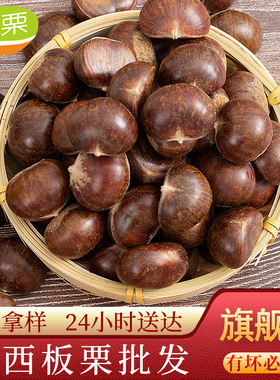 新货河北迁西板栗生新鲜油栗批发3113糖炒栗子炒货店摆地摊100斤