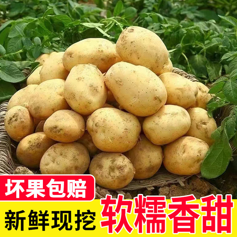 2025年新鲜黄皮黄心土豆新货香糯农家洋芋马铃薯新鲜现挖现发,水产肉类/新鲜蔬果/熟食,土豆,淘宝优惠券,粉丝福利购,淘宝优惠卷