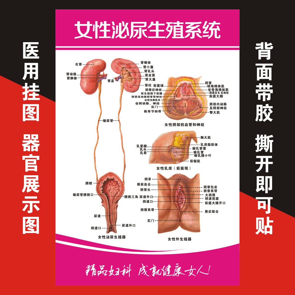 妇科知识医用挂图墙贴女性身体乳房生殖系统图标准贴墙上海报图册
