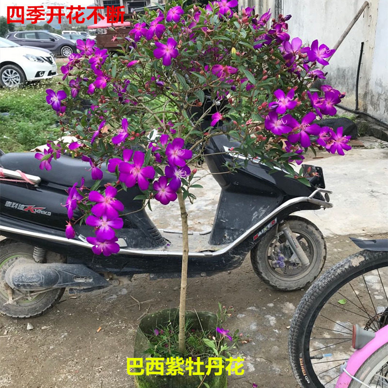 绿植四季开花阳台紫色巴西野牡丹