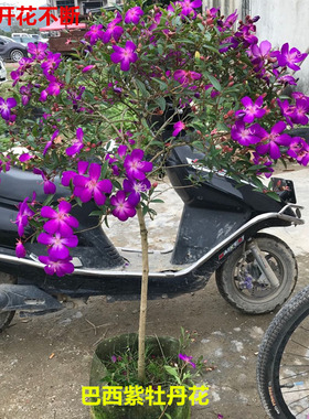 四季开花巴西野牡丹 紫牡丹绿植花卉阳台植物 紫色野牡丹花苗盆栽