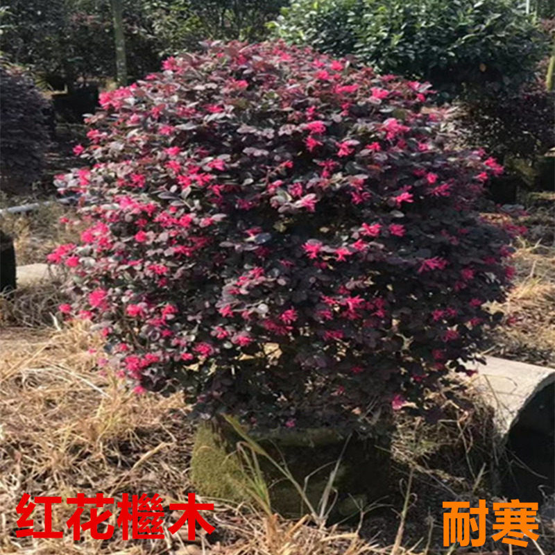 红花继木绿化树苗庭院绿植