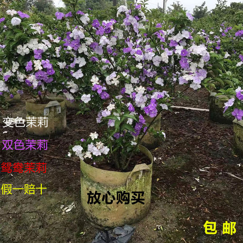 鸳鸯双色茉莉花盆栽四季开花不断植物室内外驱蚊观花花卉狮头茉莉 - 封面