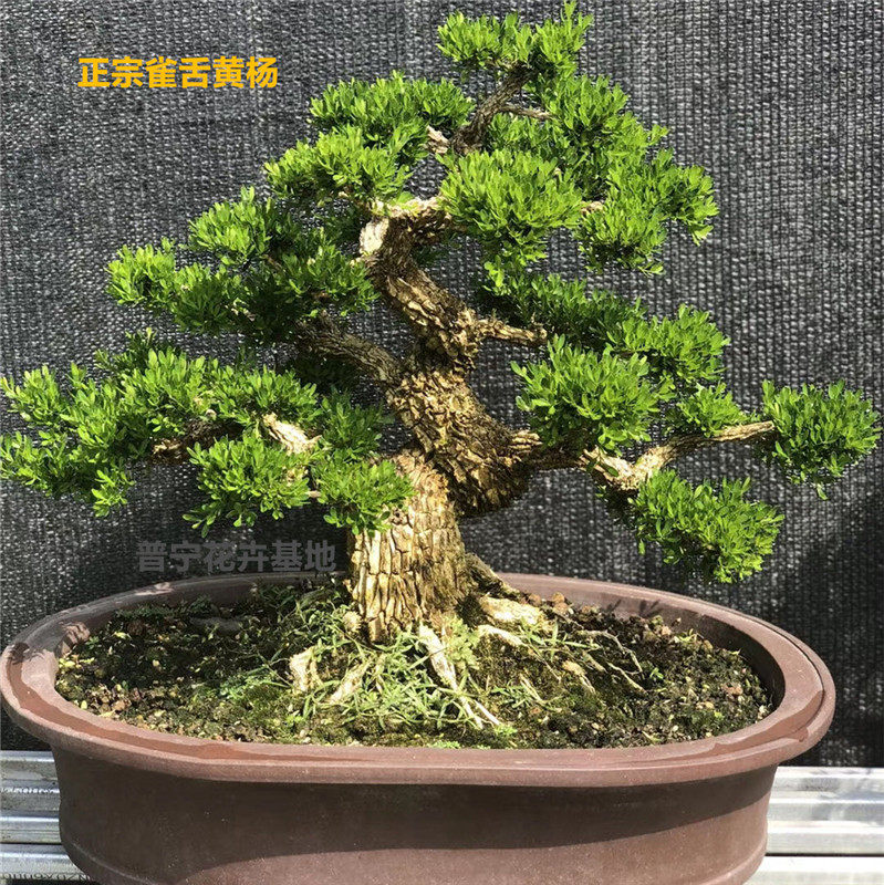 皱皮米叶正宗盆栽大型绿植