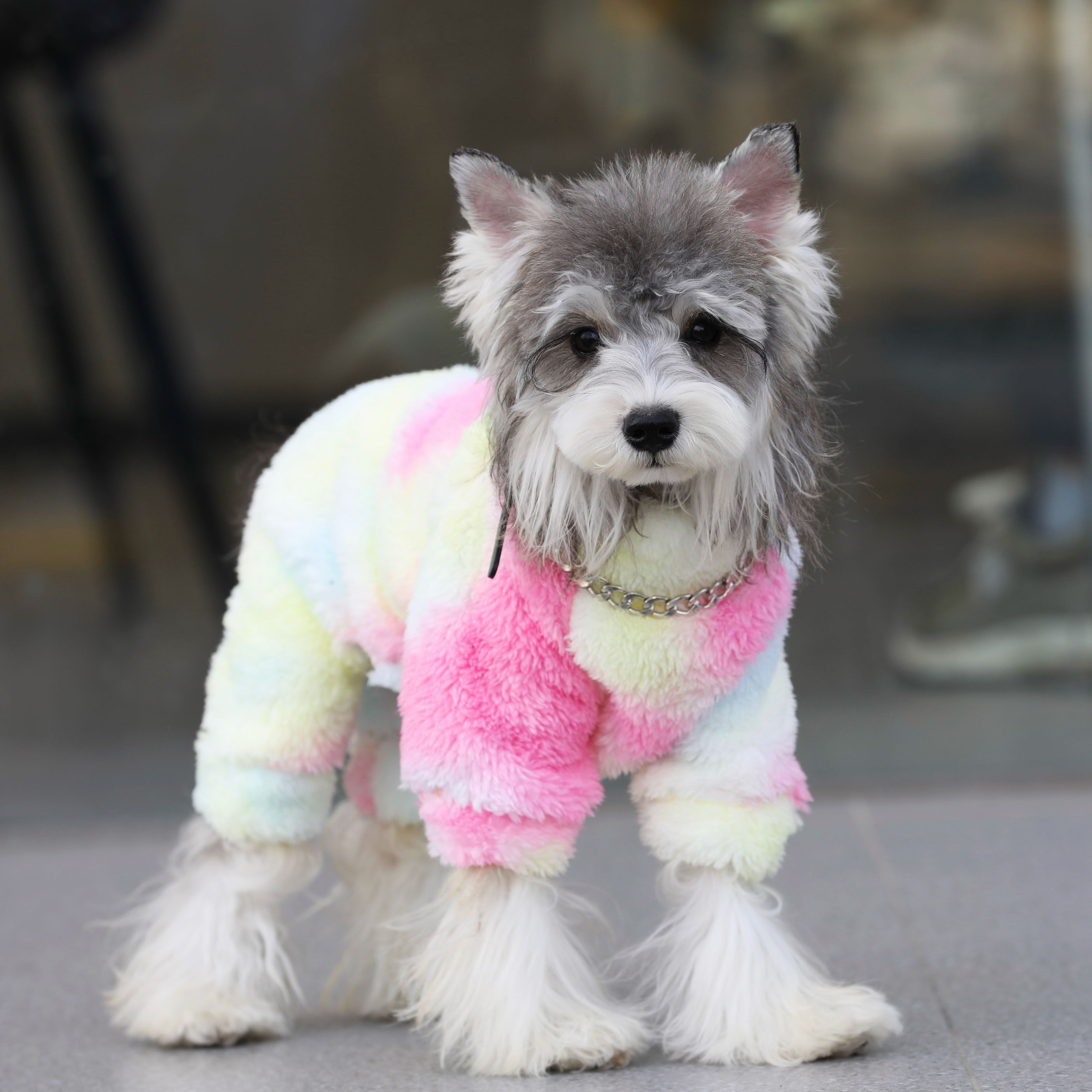 宠物猫狗衣服 秋冬扎染北极绒四脚保暖卫衣 中小大型犬雪纳瑞衣服,宠物/宠物食品及用品,猫宠物服装/雨衣（新）,淘宝优惠券,粉丝福利购,淘宝优惠卷