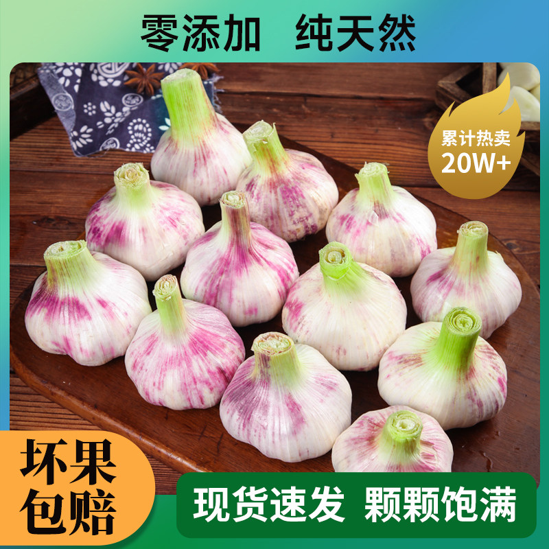 2026河南商丘大蒜新鲜散装紫皮蒜头当季蔬菜零添加纯天然现货速发