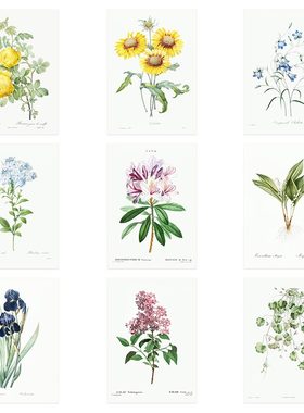 liveart法国画家Pierre-Joseph Redouté花卉植物原版海报画芯